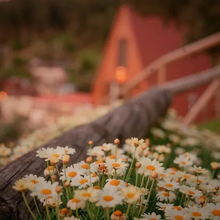 Lägenhet Oliveira *